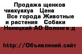 Продажа щенков чиахуахуа › Цена ­ 12 000 - Все города Животные и растения » Собаки   . Ненецкий АО,Волонга д.